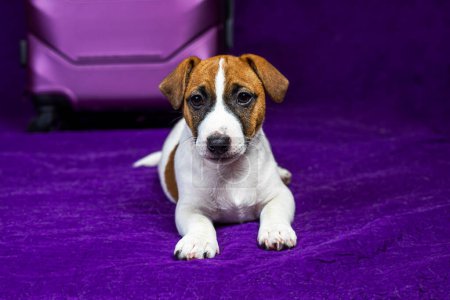 Foto de Hermoso Jack Russell terrier cachorro se encuentra sobre un fondo púrpura cerca de una maleta de viaje - Imagen libre de derechos