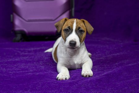 schöner Jack Russell Terrier Welpe liegt auf lila Hintergrund in der Nähe eines Reisekoffers
