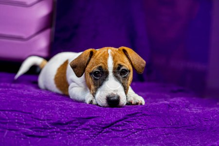 Der schöne Jack Russell Terrier Welpe liegt auf lila Hintergrund neben einem Koffer mit einem Ball in den Zähnen. Reisen mit Welpen und Transfer