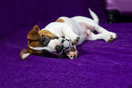 Der süße Jack Russell Terrier Welpe liegt auf lila Hintergrund neben einem Koffer mit einem Ball in den Zähnen. Reisen mit Welpen und Transfer