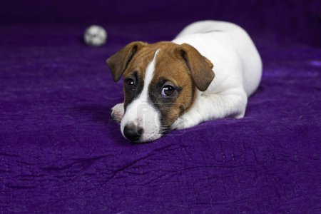 süßer Jack Russell Terrier Welpe liegt auf lila Hintergrund
