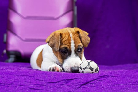 Jack Russell Terrier Welpe liegt auf lila Hintergrund neben einem Koffer mit einem Ball in den Zähnen. Reisen mit Welpen und Transfer