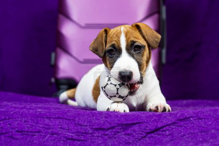 Jack Russell Terrier Welpe liegt auf lila Hintergrund neben einem Koffer mit einem Ball in den Zähnen. Reisen mit Welpen und Transfer
