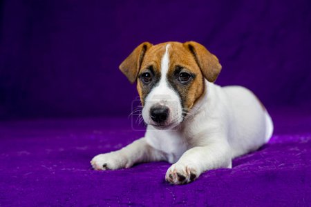 cute Jack Russell Terrier puppy lies on a purple background