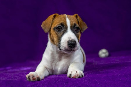cute Jack Russell Terrier puppy lies on a purple background
