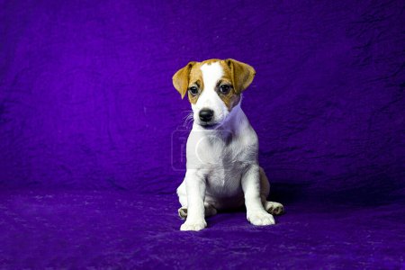 Foto de Hermoso cachorro femenino con una mancha en la forma de un corazón en su cara se sienta sobre un fondo púrpura. Cuidado de mascotas y cachorros - Imagen libre de derechos