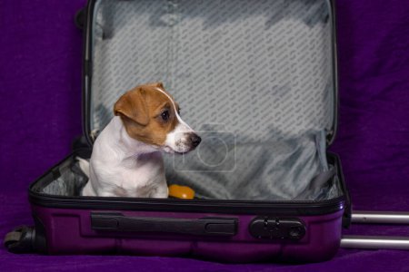 Jack Russell cachorro sentado en una maleta púrpura. Viajar con mascotas y cachorros