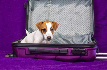 funny Jack Russell puppy sitting in an empty purple suitcase. Traveling with pets and puppies