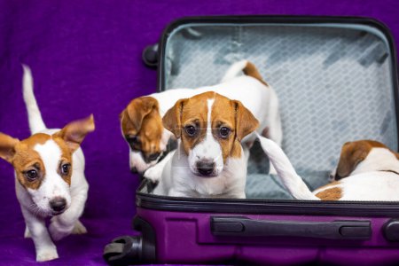drôle Jack Russell chiot est assis dans une valise violette avec d'autres chiots. Voyager avec des animaux de compagnie et des chiots