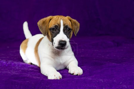 Der schöne Jack Russell Terrier Welpe liegt auf einem lila Hintergrund. Reisen mit Welpen und Transfer