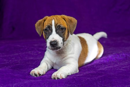 Der schöne Jack Russell Terrier Welpe liegt auf einem lila Hintergrund. Reisen mit Welpen und Transfer