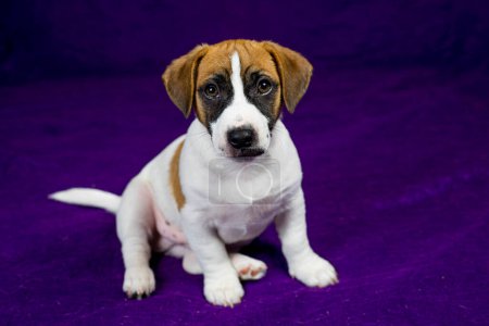 lindo cachorro Jack Russell Terrier se sienta sobre un fondo púrpura cerca. Viajar con cachorros y mascotas