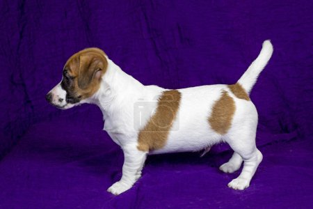 hermoso cachorro se encuentra sobre un fondo púrpura. Cuidado de mascotas y cachorros