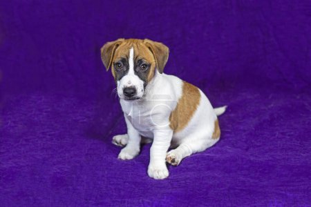 Smart Jack Russell Terrier Welpe liegt auf einem lila Hintergrund. Reisen mit Welpen und Transfer