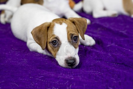 beautiful female puppy with a heart-shaped spot on her face lies on a purple background. Caring for pets and puppies
