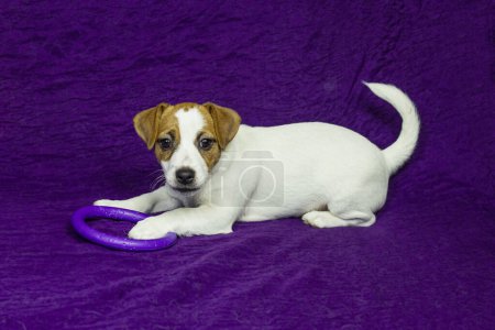 female puppy with a heart-shaped spot on her face plays with a toy. Caring for pets and puppies