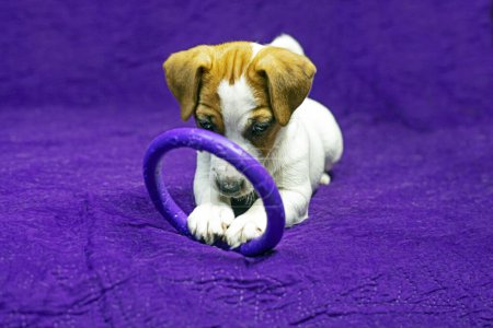 Foto de Hermosa cachorro femenino con un punto en forma de corazón en su cara juega con un juguete. Cuidado de mascotas y cachorros - Imagen libre de derechos