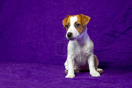 female puppy with a spot in the shape of a heart on her face sits on a purple background. Caring for pets and puppies