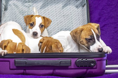 Der lustige Jack Russell Welpe sitzt mit anderen Welpen in einem lila Koffer. Reisen mit Haustieren und Welpen