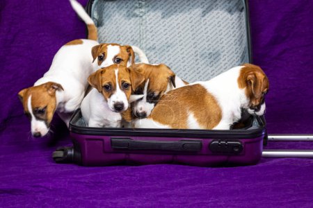 divertido cachorro Jack Russell se sienta en una maleta púrpura con otros cachorros. Viajar con mascotas y cachorros