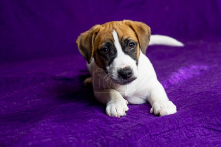 Foto de Hermoso cachorro Jack Russell terrier se encuentra sobre un fondo púrpura. Viajar con cachorros y traslado - Imagen libre de derechos