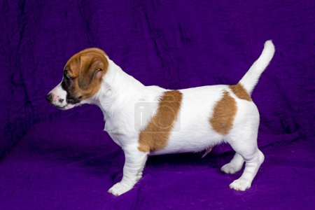 Foto de Hermoso cachorro se encuentra sobre un fondo púrpura. Cuidado de mascotas y cachorros - Imagen libre de derechos
