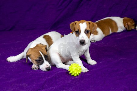 beautiful Jack Russell puppy plays with a ball. Caring for pets and puppies