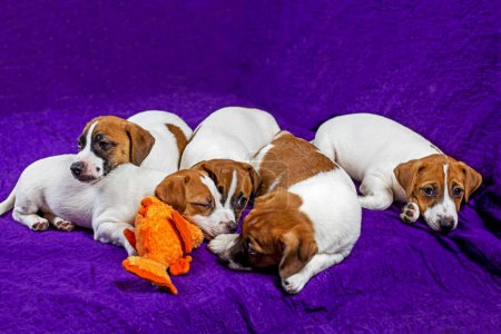 Foto de Jack Russell cachorros sobre un fondo púrpura. Crianza y formación de cachorros - Imagen libre de derechos