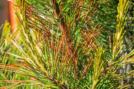red needles of cedar pine. Treatment and diseases of coniferous trees