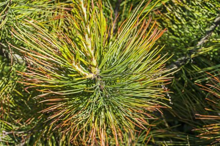 close-up of red cedar pine needles. Treatment and diseases of coniferous trees