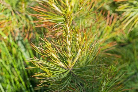 close-up of red cedar pine needles. Treatment and diseases of coniferous trees