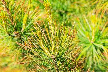 red cedar pine needles. Treatment and diseases of coniferous trees