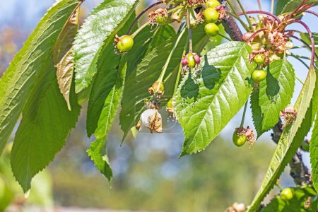 unripe green small cherry fruits.Garden pests, diseases and harves