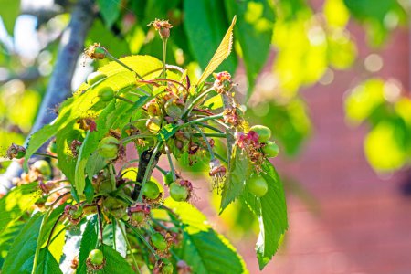 unripe green cherry fruits. Garden pests, diseases and harves
