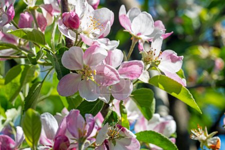 blossoming apple tree. Garden pests and diseases