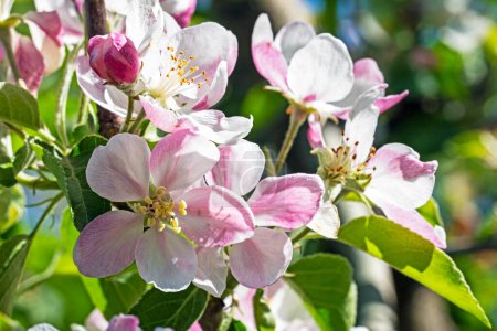 blossoming apple tree. Garden pests and diseases