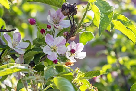 Foto de Manzano floreciente con frutas del año pasado. Plagas y enfermedades del jardín - Imagen libre de derechos