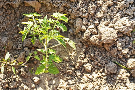 young tomato seedlings in the ground View from above. Growing ecological natural vegetables. Farming