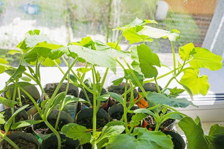 junge Zucchini-Sämlinge in spezieller Erde. Ansicht von oben. Eigenes Gemüse anbauen. Landwirtschaft