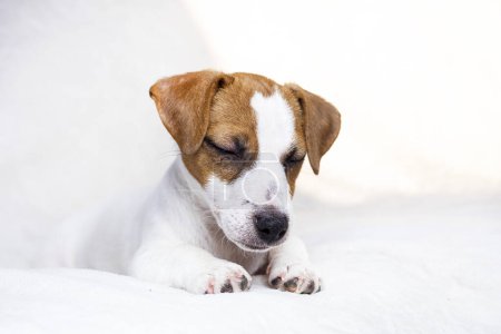 little Jack Russell puppy sleeps on a white blanket on the sofa. Caring for domestic pets