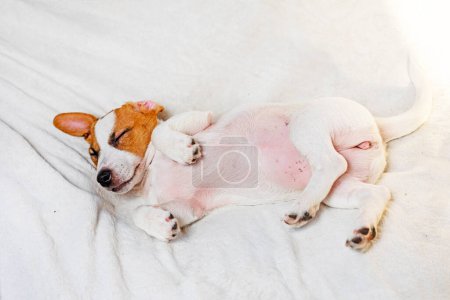Der kleine Jack Russell Welpe schläft auf einer weißen Decke auf dem Sofa. Pflege für Haustiere