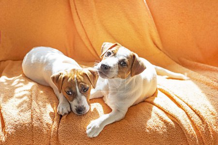 beautiful little Jack Russell terrier puppies lie on the sofa next to each other. Caring for puppies