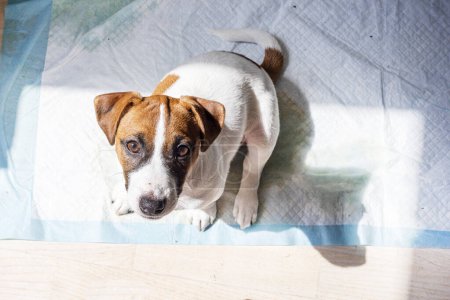 Ausbildung eines kleinen Jack Russell Terrier Welpen auf der Toilette im Haus mit einer Windel