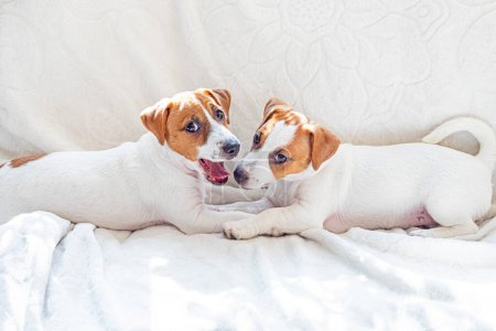 Schöne kleine Jack Russell Terrier Welpen liegen auf dem Sofa neben einem Freund. Fürsorge für Welpen