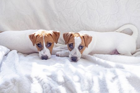Kleine Jack Russell Terrier Welpen liegen nebeneinander auf dem Sofa. Fürsorge für Welpen