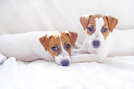 Kleine Jack Russell Terrier Welpen liegen nebeneinander auf dem Sofa. Fürsorge für Welpen