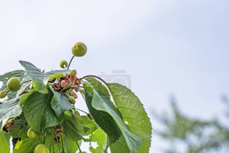 green cherry fruits on the tree. Diseases and care of garden trees