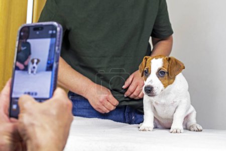 Fotografieren Sie einen schönen Jack Russell Terrier Welpen auf Ihrem Handy. Welpen-Show-Karriere