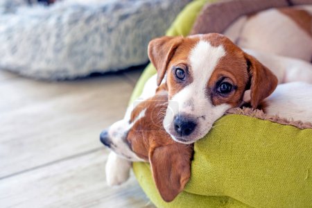 Foto de Hermosa Jack Russell terrier cachorros se encuentran en su cama en la casa. cuidado y aseo de cachorros - Imagen libre de derechos