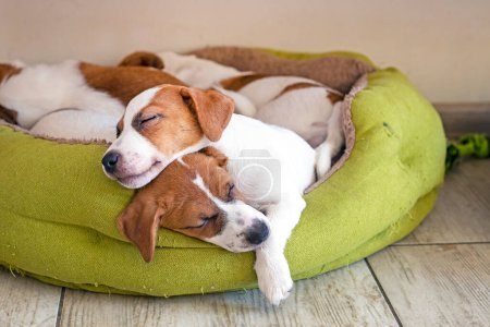 Jack Russell Terrier Welpen schlafen auf ihrem Bett im Haus. Pflege und Pflege von Welpen